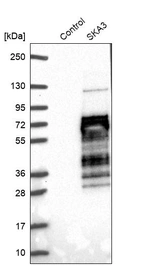 Western blot analysis in control (vector only transfected HEK293T lysate) and SKA3 over-expression lysate (Co-expressed with a C-terminal myc-DDK tag (~3.1 kDa) in mammalian HEK293T cells, LY408058).