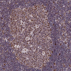 Immunohistochemical staining of human lymph node shows strong nuclear positivity in germinal center cells.