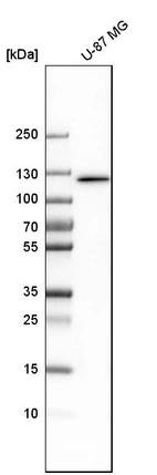 Western blot analysis in human cell line U-87 MG.