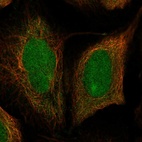 Immunofluorescent staining of human cell line U-2 OS shows localization to nucleus & cytosol.