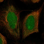 Immunofluorescent staining of human cell line U-2 OS shows localization to nucleus & cytosol.