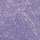 Immunohistochemical staining of human lymph node shows no positivity in non-germinal center cells as expected.