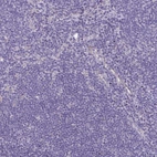 Immunohistochemical staining of human lymph node shows no positivity in non-germinal center cells as expected.