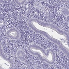 Immunohistochemical staining of human endometrium shows low expression as expected.