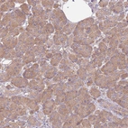 Immunohistochemical staining of human pancreas shows low expression as expected.