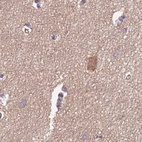Immunohistochemical staining of human cerebral cortex using Anti-STIP1 antibody HPA039291.