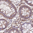 Immunohistochemical staining of human colon using Anti-STIP1 antibody HPA039291.
