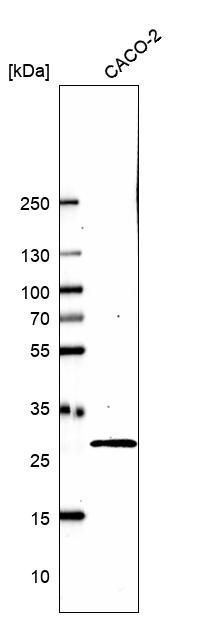 Anti-EMG1 Antibody