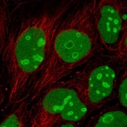 Immunofluorescent staining of human cell line CACO-2 shows localization to nucleus & nucleoli.