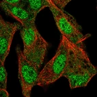 Immunofluorescent staining of human cell line Hep G2 shows localization to nucleoplasm & cytosol.
