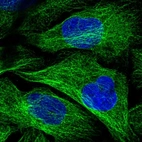 Immunofluorescent staining of human cell line U-2 OS shows localization to cytosol, microtubules & cytokinetic bridge.