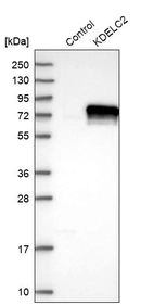 Western blot analysis in control (vector only transfected HEK293T lysate) and KDELC2 over-expression lysate (Co-expressed with a C-terminal myc-DDK tag (~3.1 kDa) in mammalian HEK293T cells, LY406972).