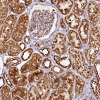 Anti-APLP2 Antibody