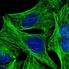 Immunofluorescent staining of human cell line U-2 OS shows localization to microtubules.
