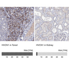 Anti-HVCN1 Antibody