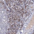 Immunohistochemical staining of human tonsil shows high expression.