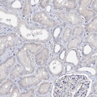 Immunohistochemical staining of human kidney shows low expression as expected.