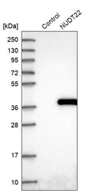 Anti-NUDT22 Antibody