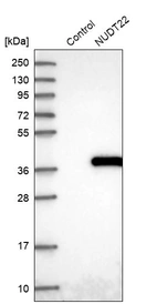 Western blot analysis in control (vector only transfected HEK293T lysate) and NUDT22 over-expression lysate (Co-expressed with a C-terminal myc-DDK tag (~3.1 kDa) in mammalian HEK293T cells, LY410181).
