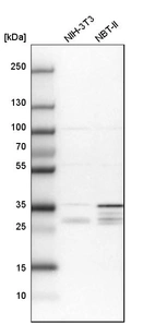Western blot analysis in mouse cell line NIH-3T3 and rat cell line NBT-II.
