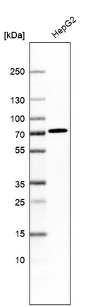 Western blot analysis in human cell line HepG2.