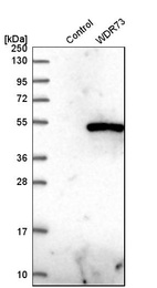 Anti-WDR73 Antibody