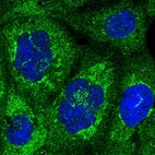 Anti-NUP58 Antibody