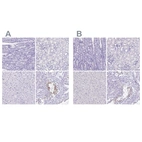 Immunohistochemical staining of human gastrointestinal, kidney, liver and testis using Anti-SPERT antibody HPA039359 (A) shows similar protein distribution across tissues to independent antibody HPA040046 (B).
