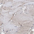 Immunohistochemical staining of human skeletal muscle using Anti-ERP29 antibody HPA039363.