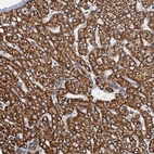 Anti-AAGAB Antibody