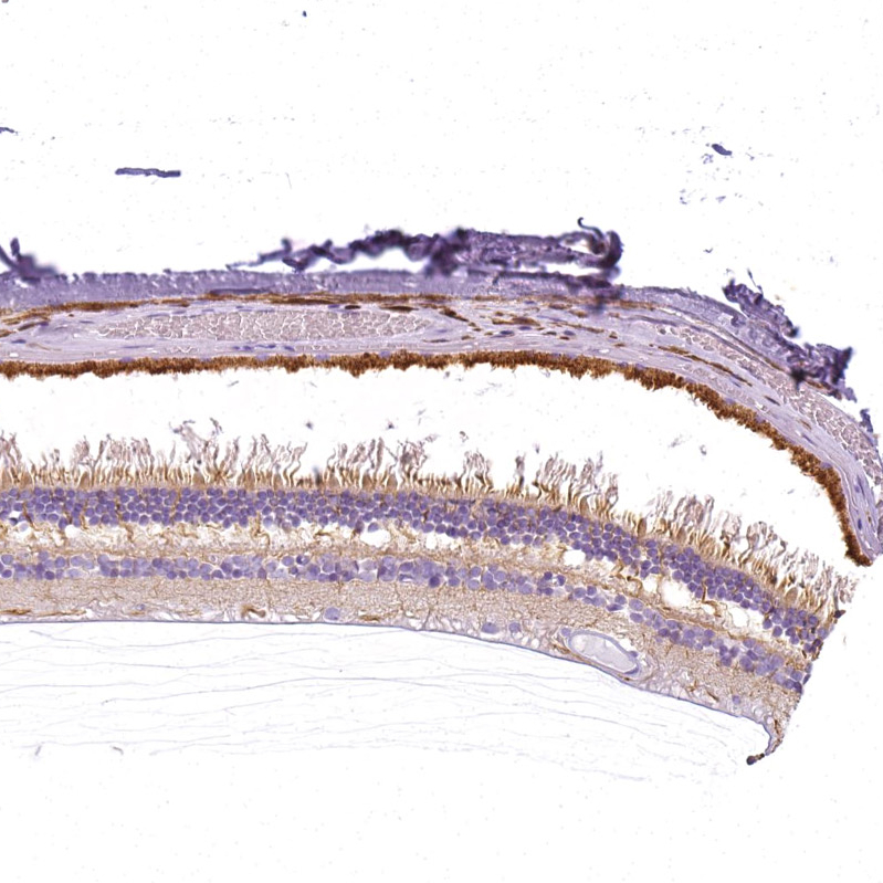 Anti-SLC24A1 Antibody