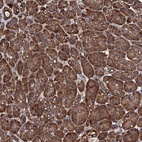 Anti-CKAP5 Antibody