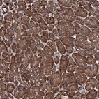 Anti-CKAP5 Antibody