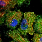 Immunofluorescent staining of human cell line U-251 MG shows localization to cytosol.