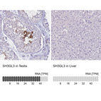 Anti-SH3GL3 Antibody