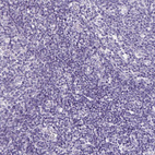 Anti-SH3GL3 Antibody