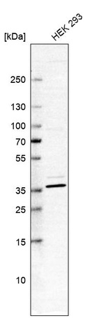 Western blot analysis in human cell line HEK 293.