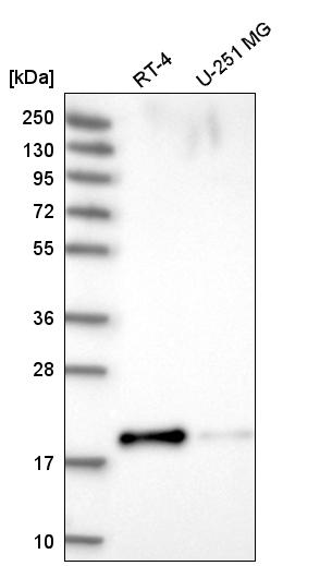Anti-PRR13 Antibody