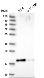 Anti-PRR13 Antibody