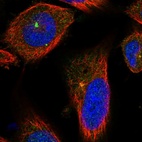 Immunofluorescent staining of human cell line U-251 MG shows localization to centrosome.
