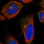 Immunofluorescent staining of human cell line U-251 MG shows localization to centrosome.