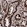 Anti-CDAN1 Antibody