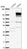 Anti-CDAN1 Antibody