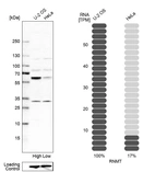 Western blot analysis in human cell line U-2 OS and human cell line HeLa.