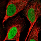 Immunofluorescent staining of human cell line U-2 OS shows localization to nucleoplasm.