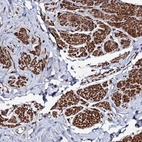 Anti-MOCOS Antibody
