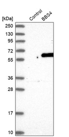 Western blot analysis in control (vector only transfected HEK293T lysate) and BBS4 over-expression lysate (Co-expressed with a C-terminal myc-DDK tag (~3.1 kDa) in mammalian HEK293T cells, LY409788).
