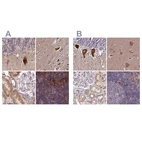 Anti-SPRYD3 Antibody
