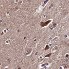 Immunohistochemical staining of human cerebral cortex using Anti-SPRYD3 antibody HPA039426.