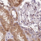 Immunohistochemical staining of human kidney using Anti-SPRYD3 antibody HPA039426.